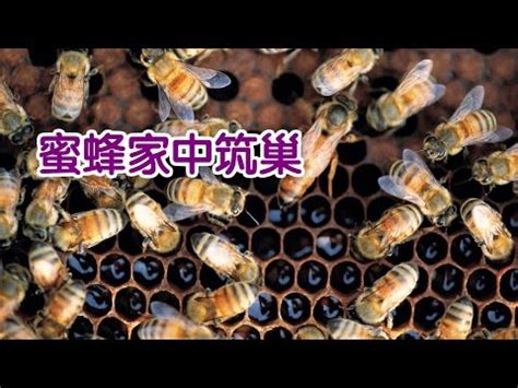 蜂巢 風水|蜜蜂築巢：吉兆還是凶兆？